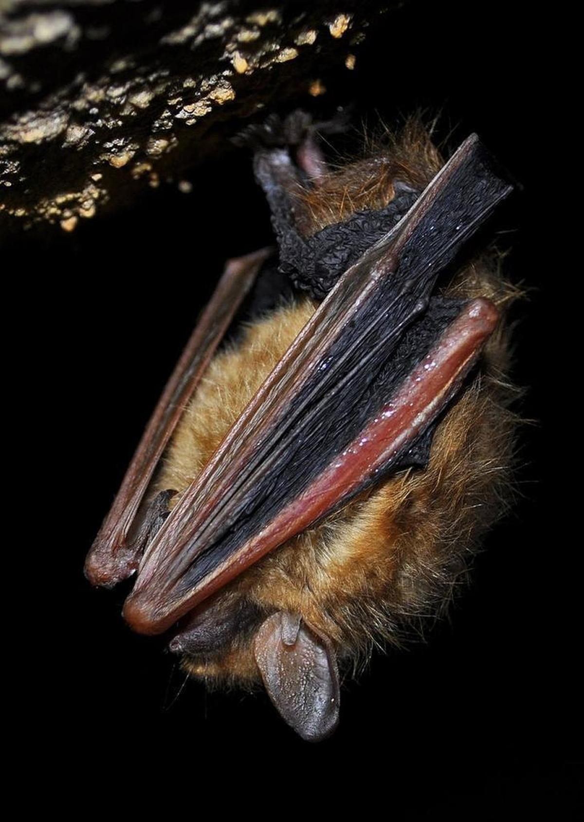 A healthy hibernating tri-colored bat (Perimyotis subflavus).