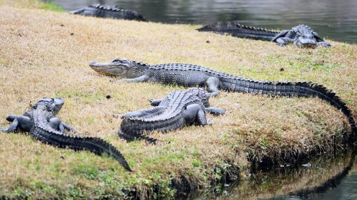 Alligator trapper accused of illegal harvesting after carcasses found at his SC home