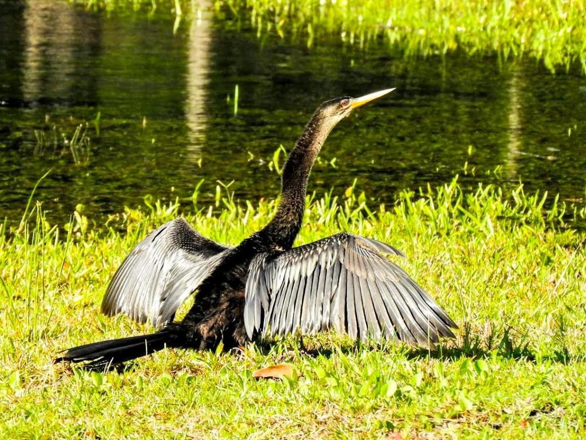 The anhinga is sometimes called the “snake bird” and is a familiar sight in the Lowcountry.