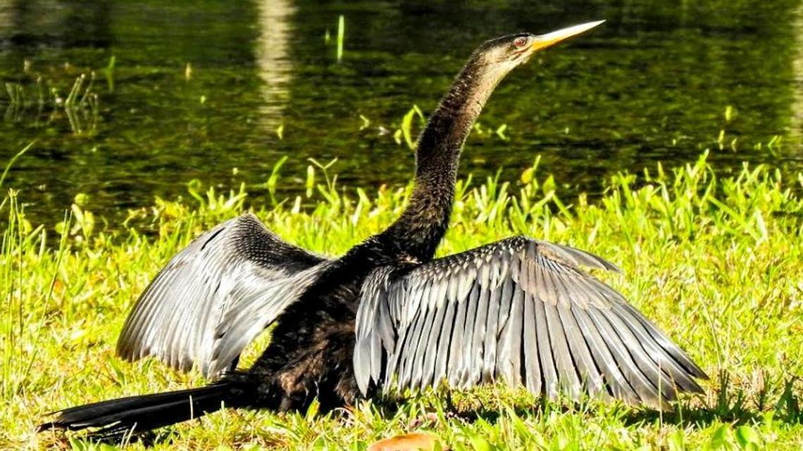 Meet the Lowcountry bird that even eats small alligators