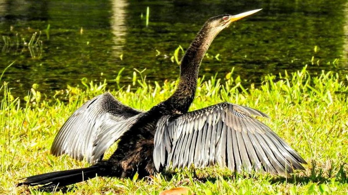 The anhinga is sometimes called the “snake bird” and is a familiar sight in the Lowcountry.
