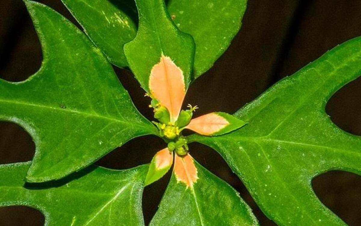 The wild poinsettia is often dismissed as a weed.