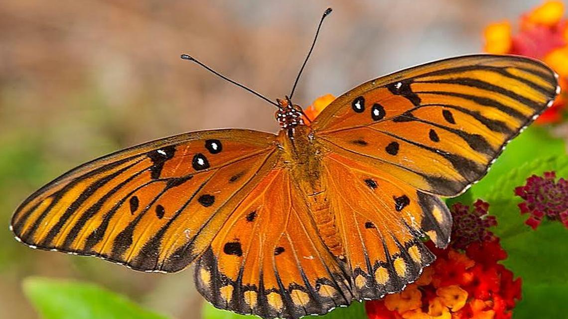 These butterflies look beautiful, taste horrible