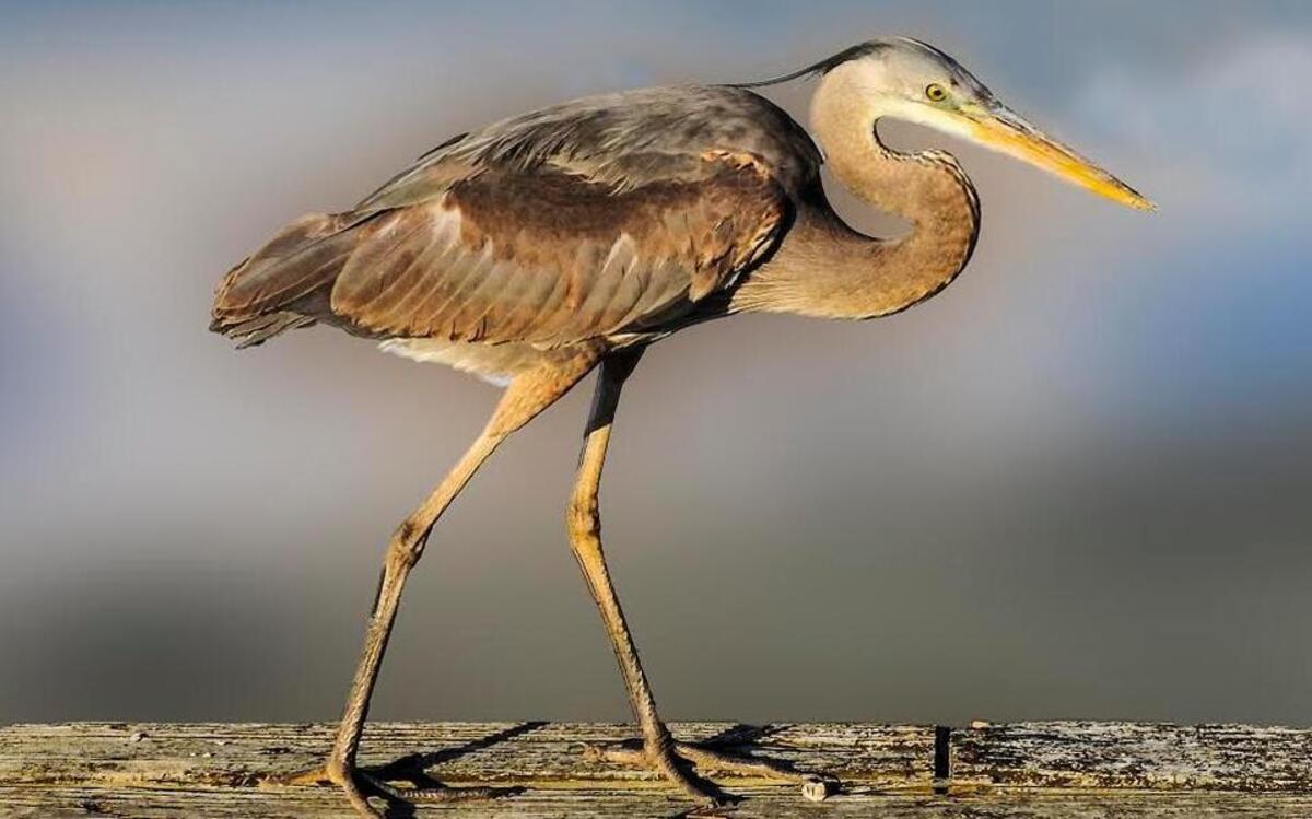 A Great Blue Heron