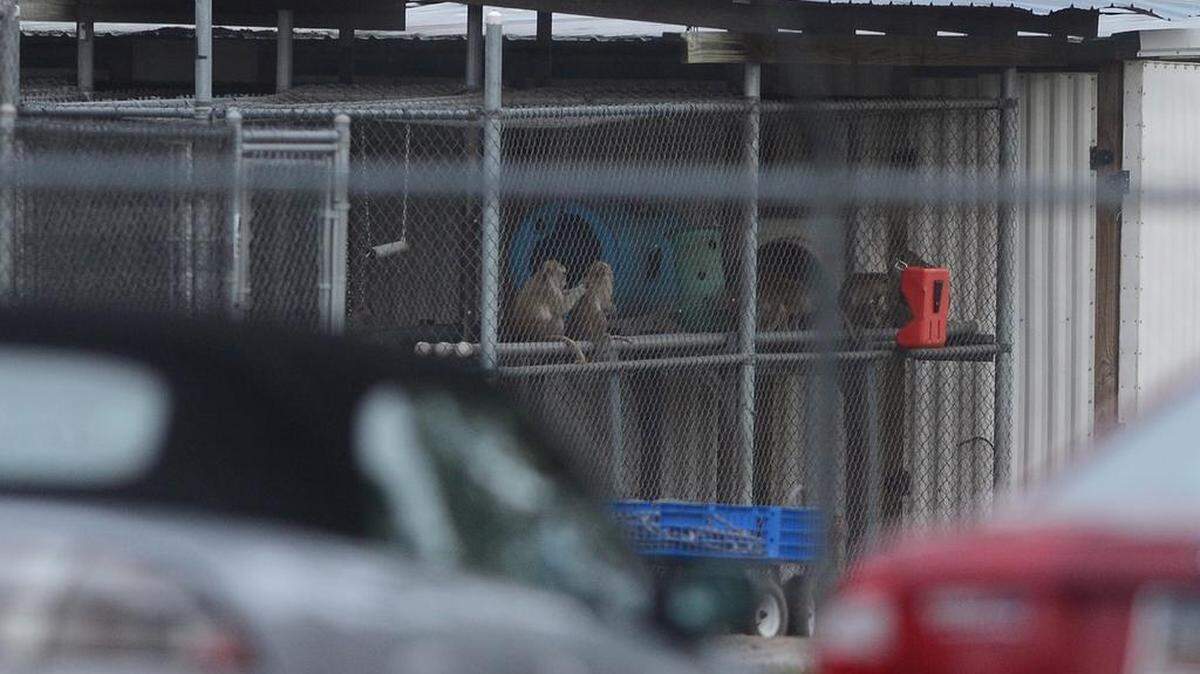 A pair of monkeys clean themselves at the Alpha Genesis Inc facility in Yemassee the morning of Dec. 30, 2015.