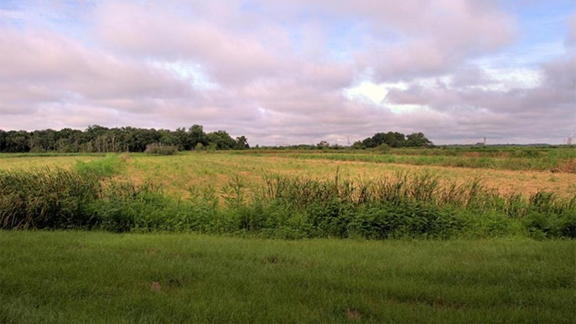 SC agencies granted $1M to preserve 1,000 acres along Savannah River in Jasper County