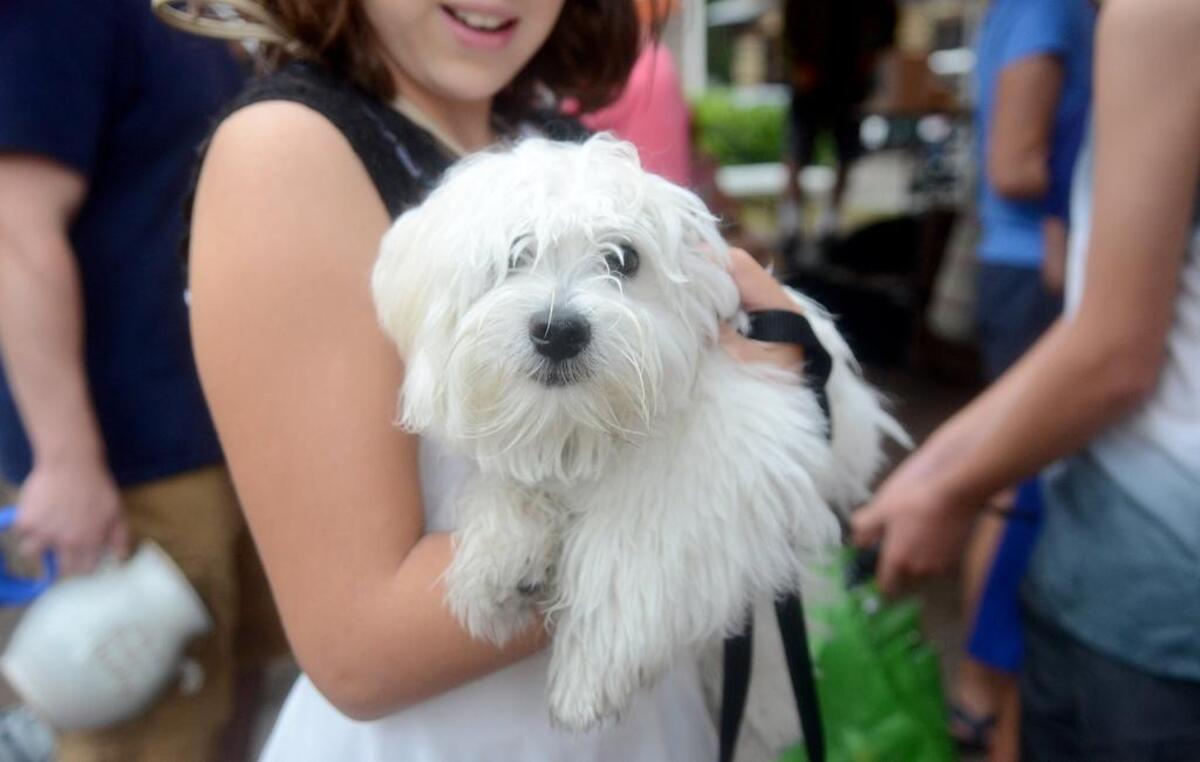 Photos taken during the 39th annual Bluffton Village Festival on Saturday, May 13, 2017, on Calhoun Street in Bluffton.