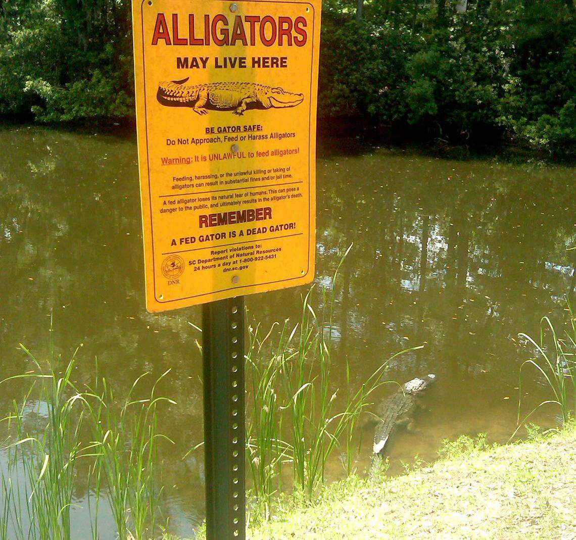 2a photo 0806_ 042110_IMG00055-20100421-1401.jpg Scott Krivda took this photo of an alligator resting between Sea Pines and a grocery store on Hilton Head Island near a sign that’s very appropriate.