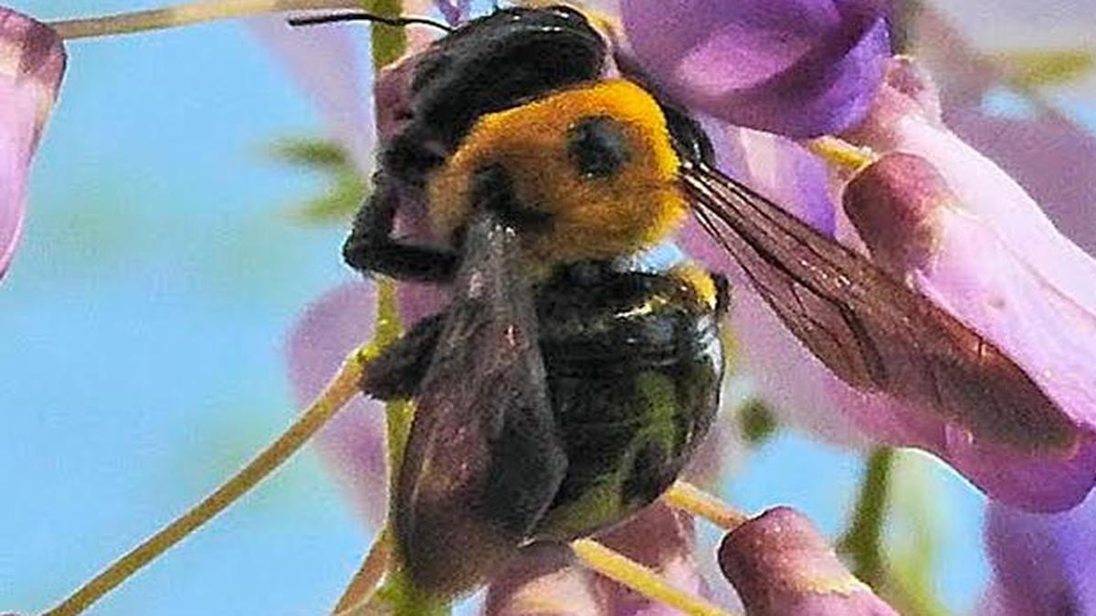 The carpenter bee, pictured here, is sometimes mistaken for a bumble bee.