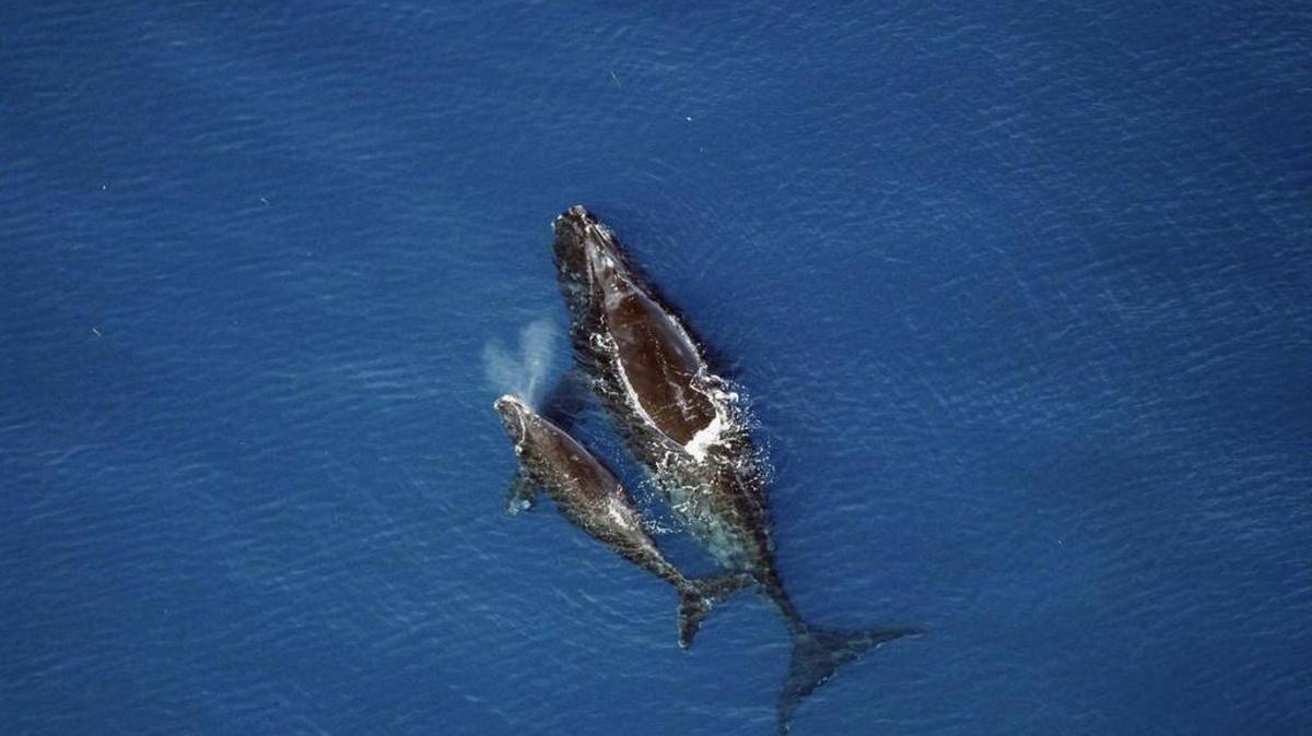 A North Atlantic right whale and newborn