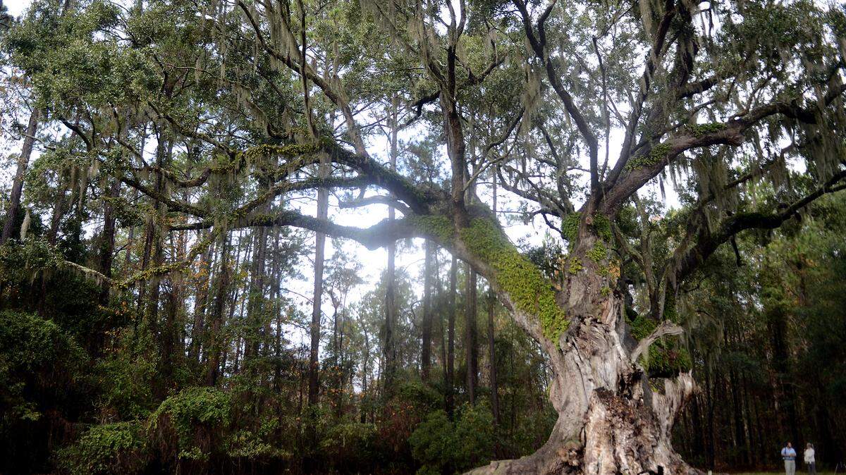 The Cherry Hill Plantation live oak was recognized as the 2013 Heritage Tree by TreesSC during a small ceremony the morning of Dec. 10, 2013 off Oak View Drive in Beaufort. The tree, which is the largest in Beaufort County, is estimated to be between 350 and 400 years old.
