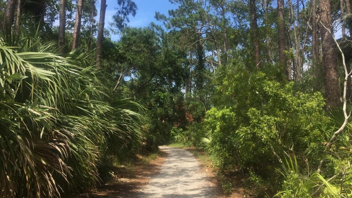 A trail in Hunting Island State Park leads visitors through subtropical wilderness.