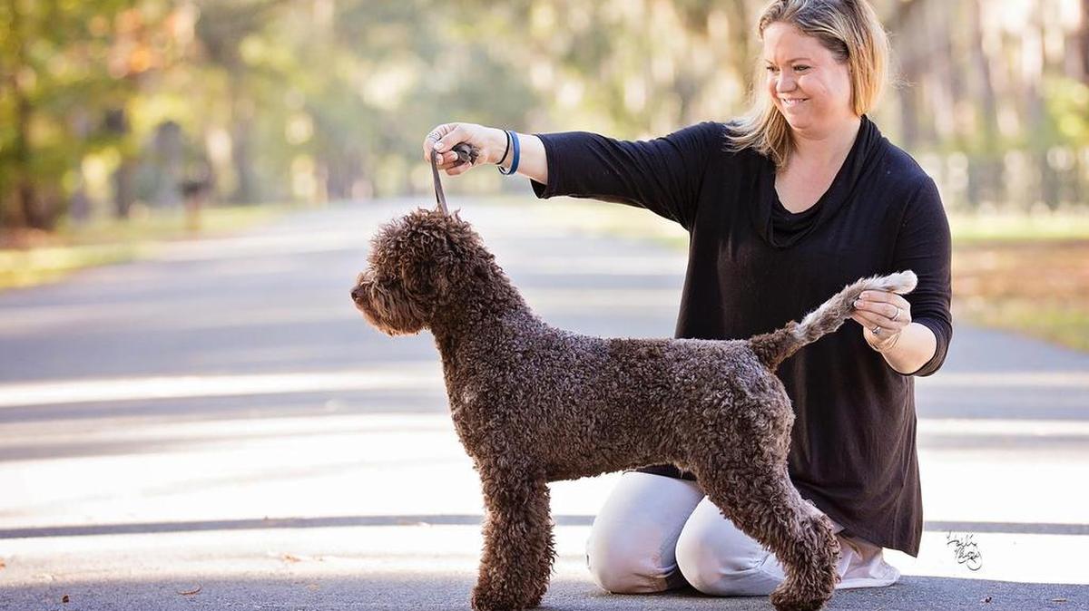 Melanie Steele of Bluffton competed with Mack, a Lagotto Romagnolo, in the Westminster dog show Feb. 15. Mack won best of breed.