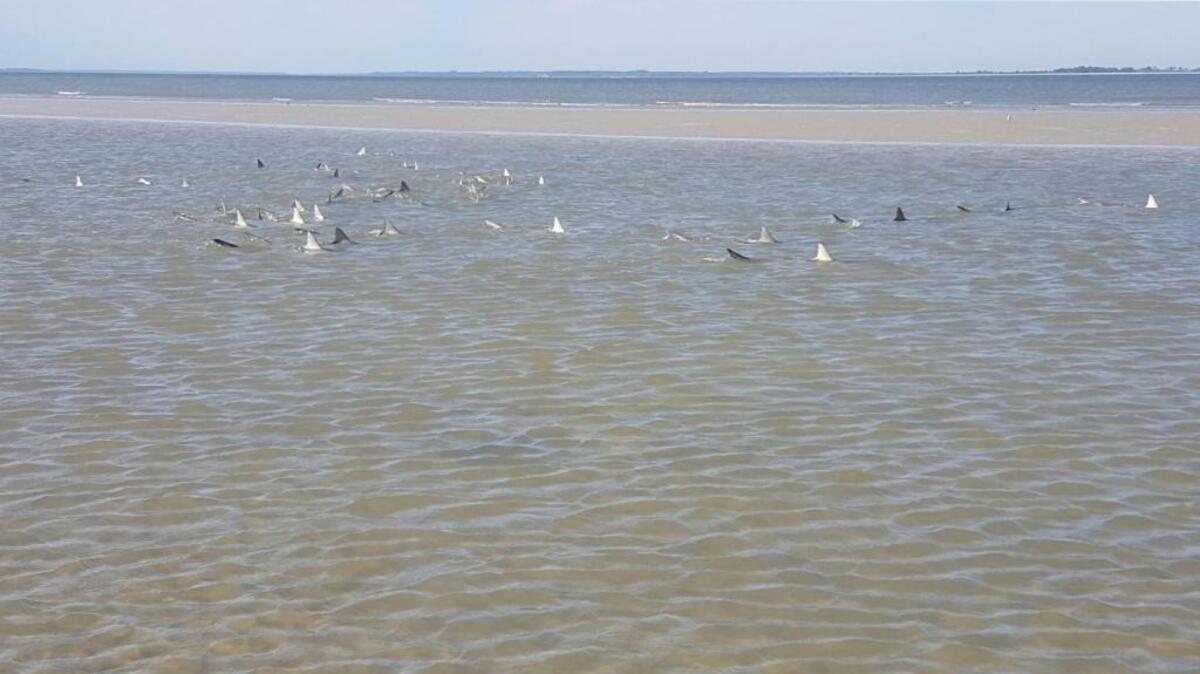 Wendy Porterfield sent in this photo taken last week from near Port Royal Plantation and Resort.