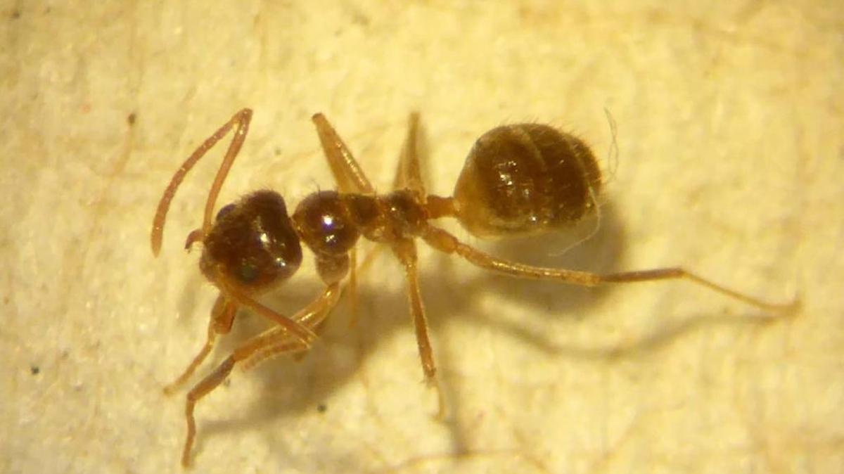 The crazy tawny ant is about 3.2 mm long and covered with reddish-brown hairs.