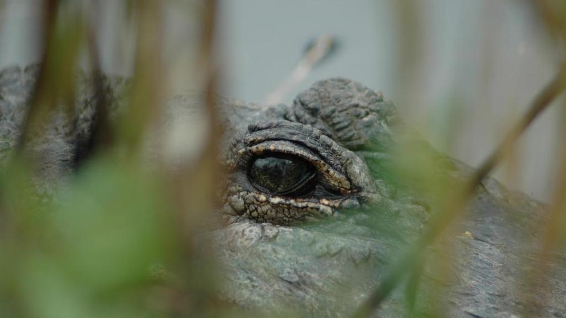 Gator eats gator in captivating video