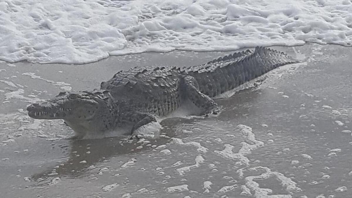 A six foot crocodile surprised beachgoers in Hollywood Monday morning, after being spotted by Marine Patrol swimming in the ocean near the Dania Beach pier. The reptile drifted south and came ashore.