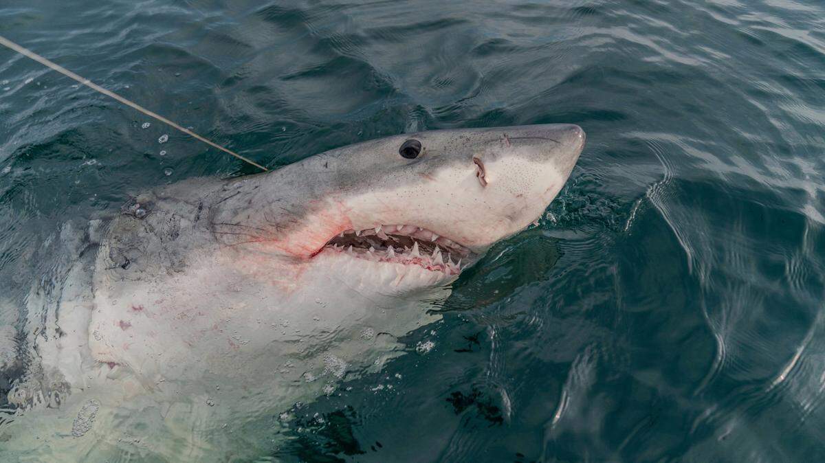 A shark named LeeBeth has swam more than 2,000 miles from Hilton Head, South Carolina, to Mexico, experts say.