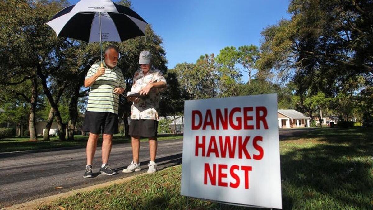 With a golf umbrella providing cover, Timber Pines neighbors George Nott, left, and Al Hoelzer look over documents and photos they've compiled documenting the hawk problem on their street.