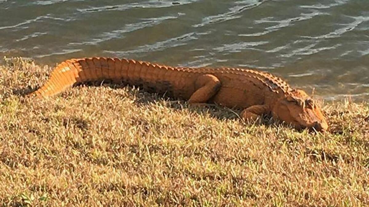 “Donny” the orange alligator suns near a pond in Calabash, N.C.