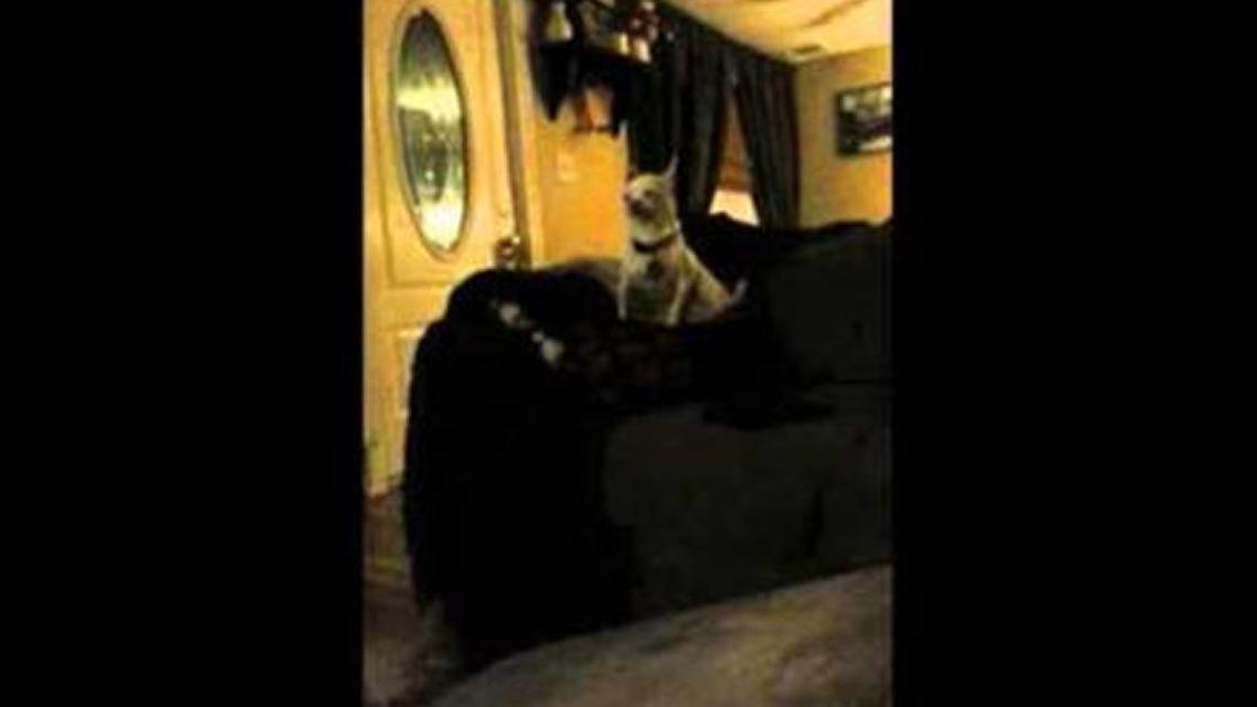 Chihuahua says 'Hello'