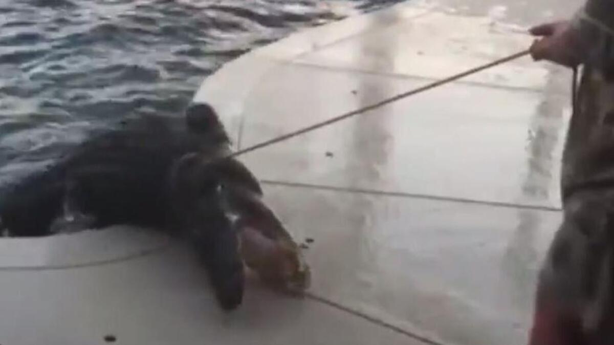 Craig Lear of Lakeland, Fla., wrestles a 9-foot alligator from his pool on March 2, 2016.