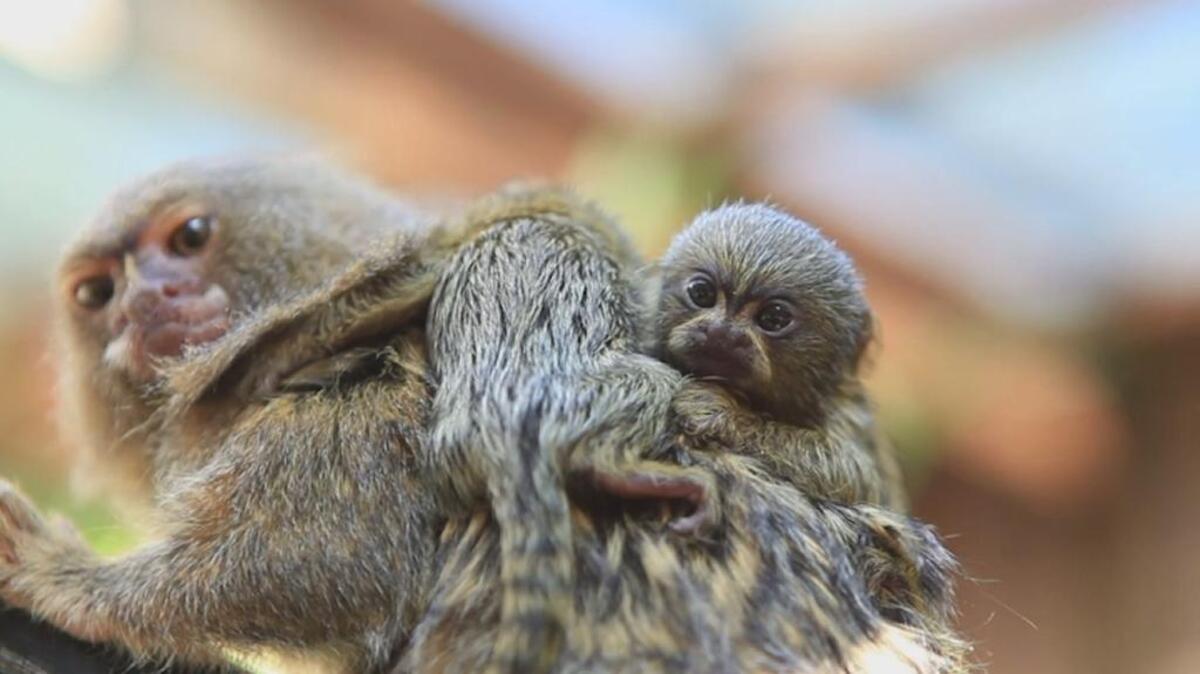 Thumb-sized pygmy marmosets at Sydney, Australia’s Symbio Wildlife Park.