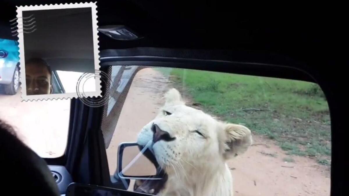 A lion attacks a tourist’s mirror in the Johannesburg Lion Park in this still image taken from video.