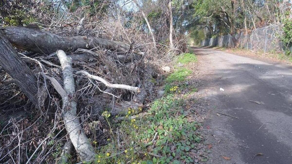 A pile of debris from Hurricane Matthew is seen along the shoulder of Cobia Court, a private road off of Squire Pope Road, on Jan. 19, 2017.