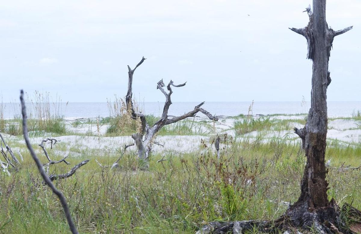 Dead trees, sand dunes and sea oats line the Atlantic Ocean shore of Bay Point Island in this file photo. The island’s owners plan to lease the property to Six Senses Hotels Resorts Spas for a $100 million project.