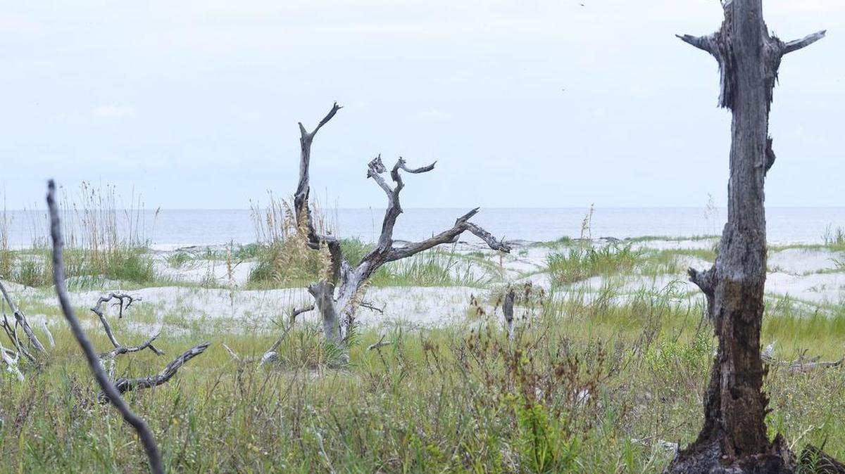 Dead trees, sand dunes and sea oats line the Atlantic Ocean shore of Bay Point Island.