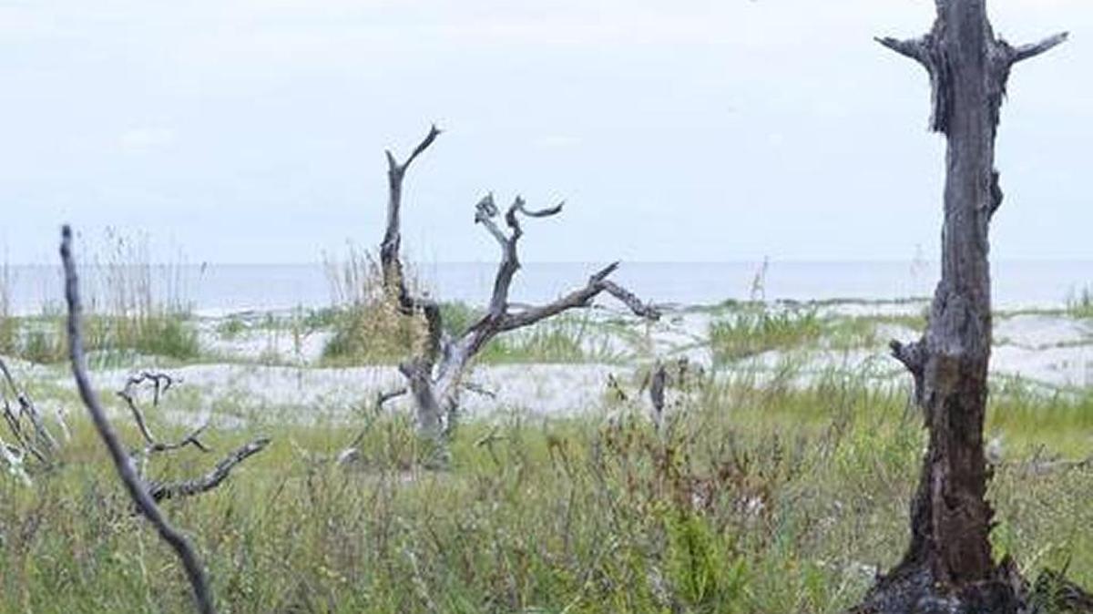 A look at the beach on the undeveloped Bay Point Island
