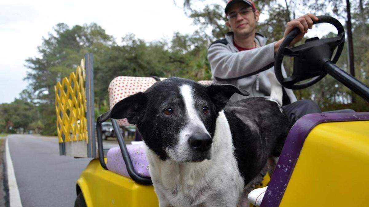 Bluffton's Todd Rackliff takes his dog Oscar for his daily golf cart ride around town the afternoon of Feb. 11, 2013. Here, they trundle down Alljoy Road.