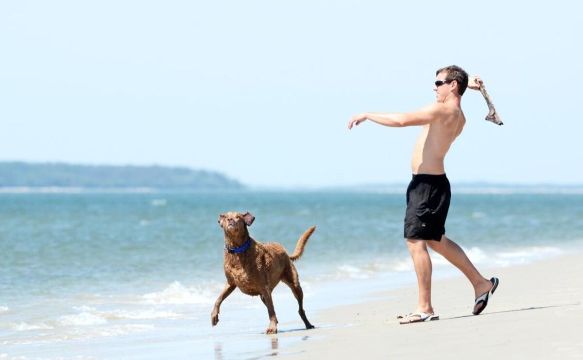 In this file photo, Maggie the dog waits for Hilton Head Islander Tom Whyte to throw a stick while playing a game of fetch at South Beach on the island.