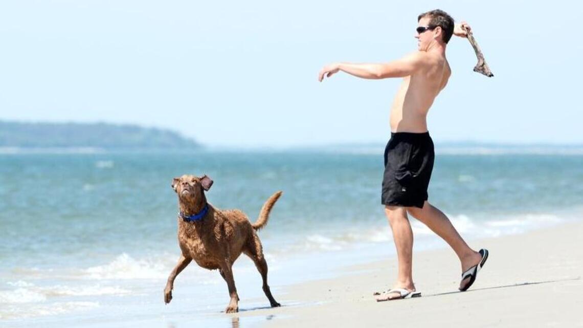 Want to bring your dog to the beach in Beaufort County? Check out these rules first