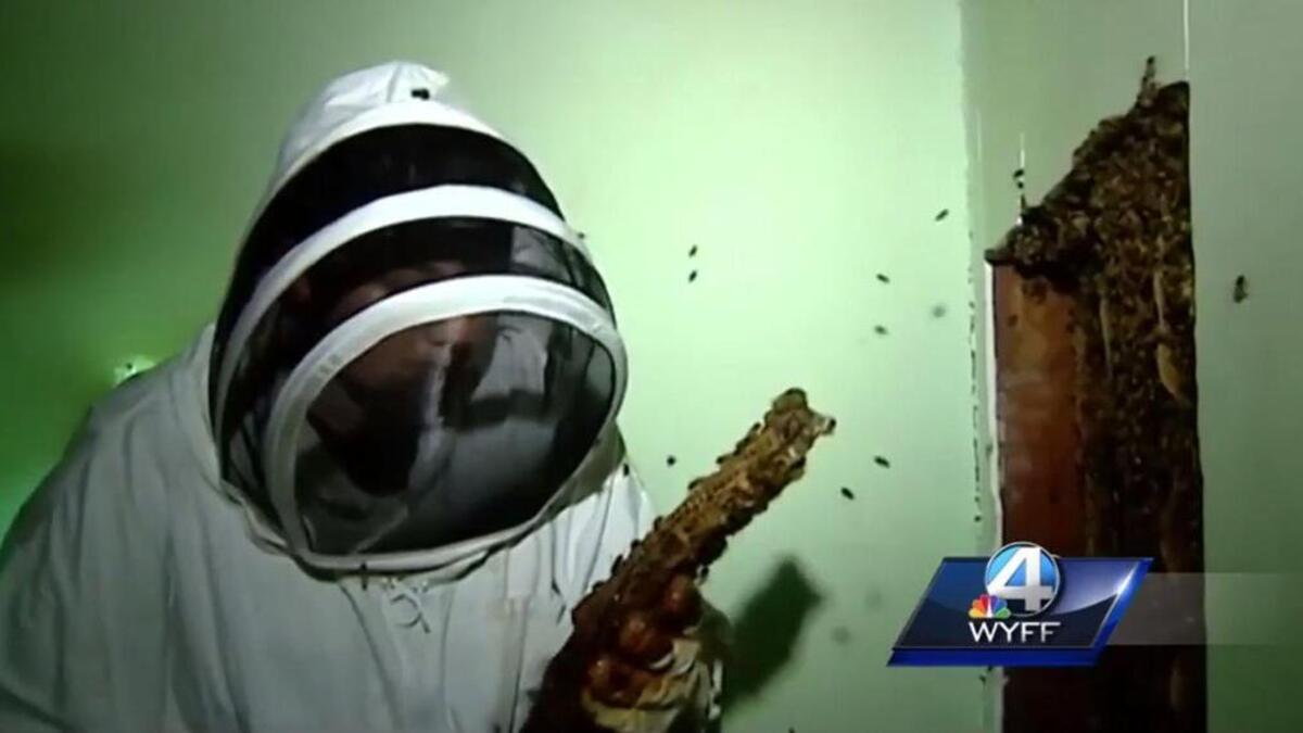 An employee with Holy Honeybees works to remove some of an estimated 1 million honey bees living in the walls of a Marietta, SC, home so the insects can be relocated and rented for pollination services.