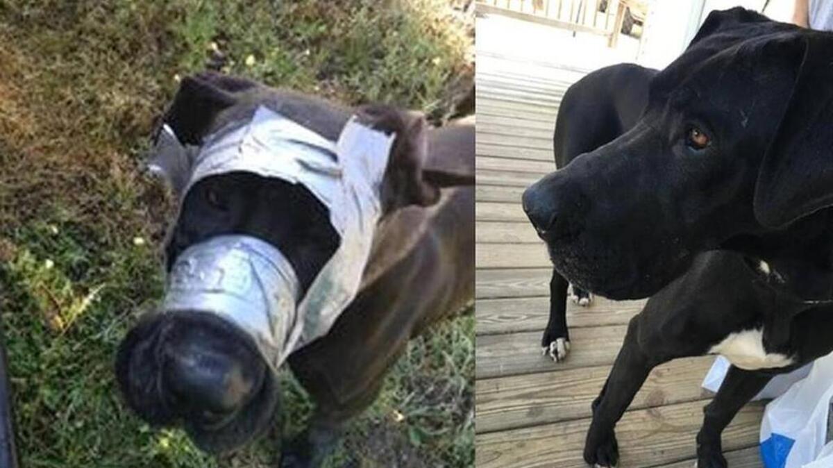 Aurora is now recovering at Darlington County Animal Shelter.