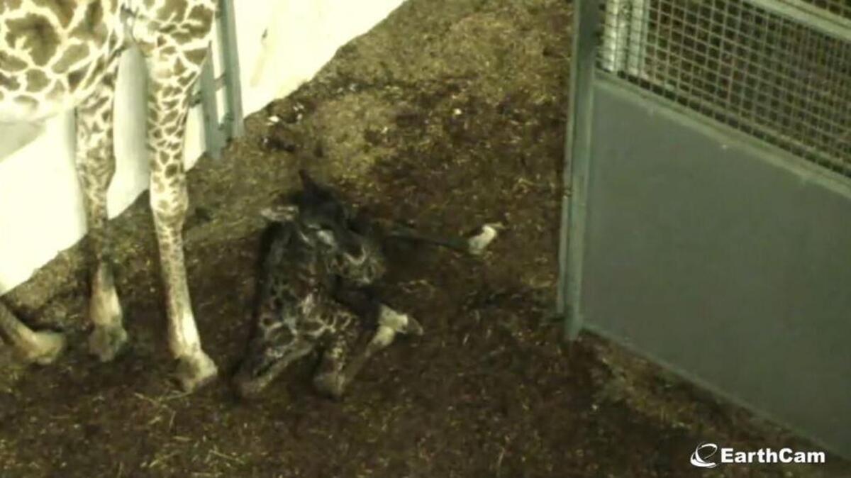 This image from EarthCam and The Greenville Zoo Foundation’s Feb. 2 recording shows the first moments of a baby giraffe’s life.