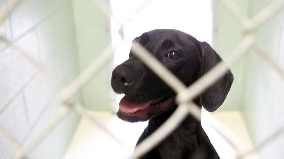 Distemper presents with a fever, coughing, eye discharge, nervous twitching and low energy. It has a high mortality rate, but some animals can be treated.