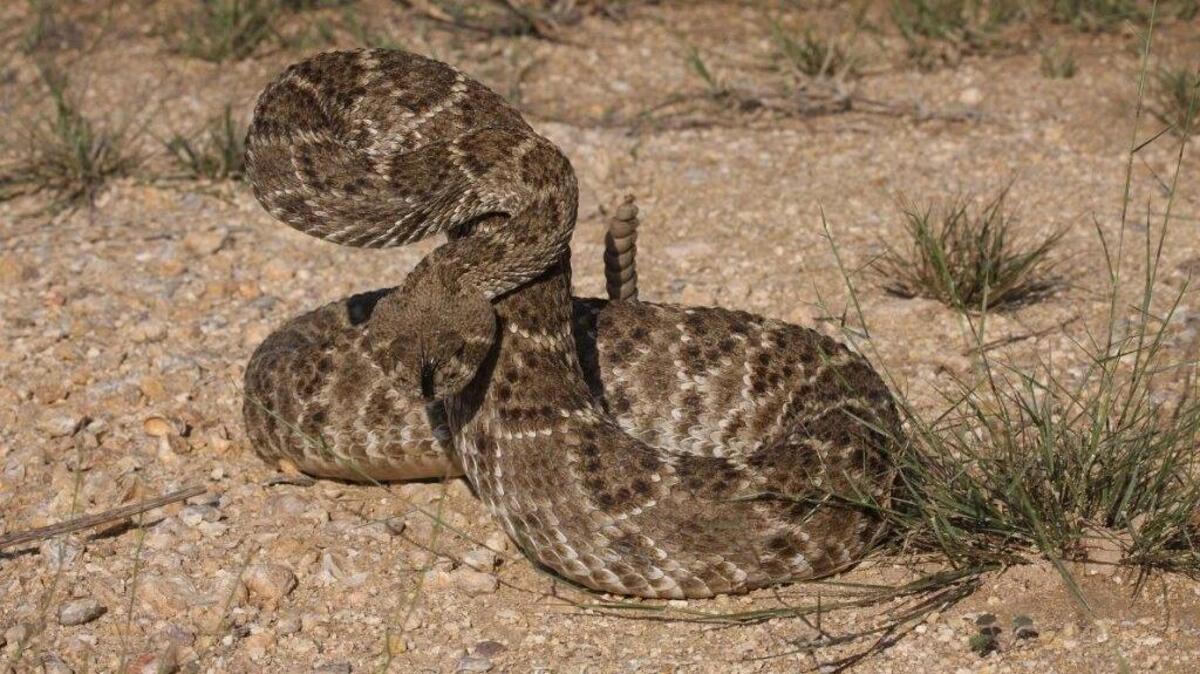 Rattlesnake