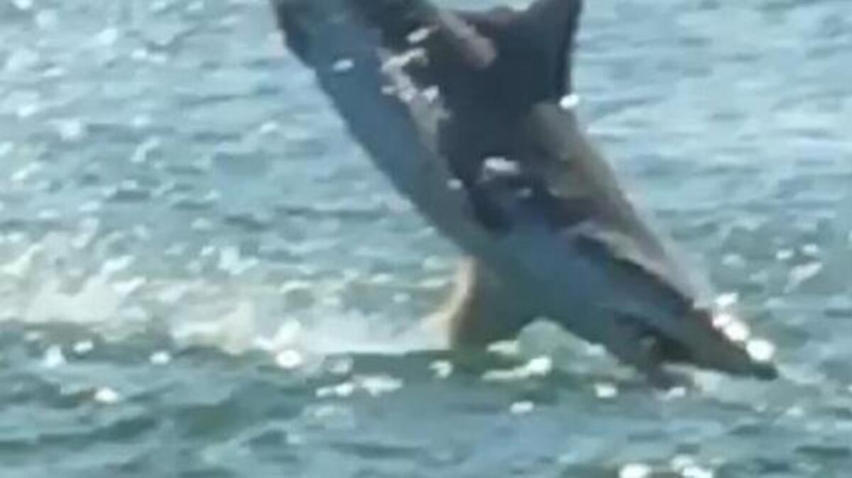 Troy Montenery took this photo while kayaking off Huntington Beach State Park last year. The water's oxygen level was lower, prompting fish to surface and sharks to feast.