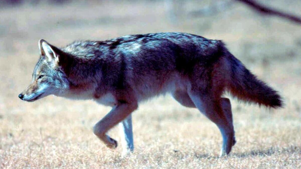 Coyote populations are increasing in South Carolina.