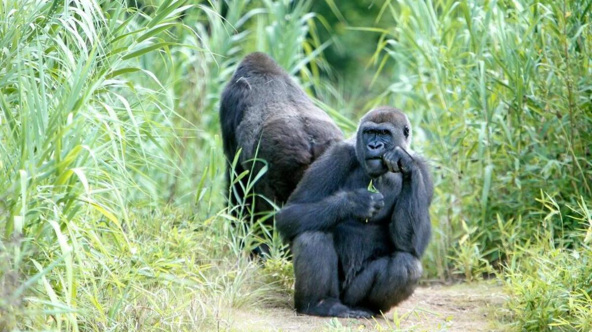 Riverbanks Zoo and Garden’s family group of western lowland gorillas on exhibit daily at Gorilla Base Camp are Cenzoo, Acacia, Kazi, pictured, and Macy.