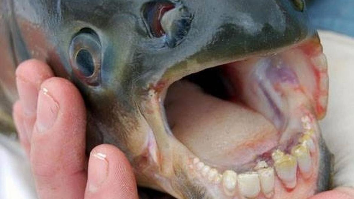 A close-up of a pacu’s teeth