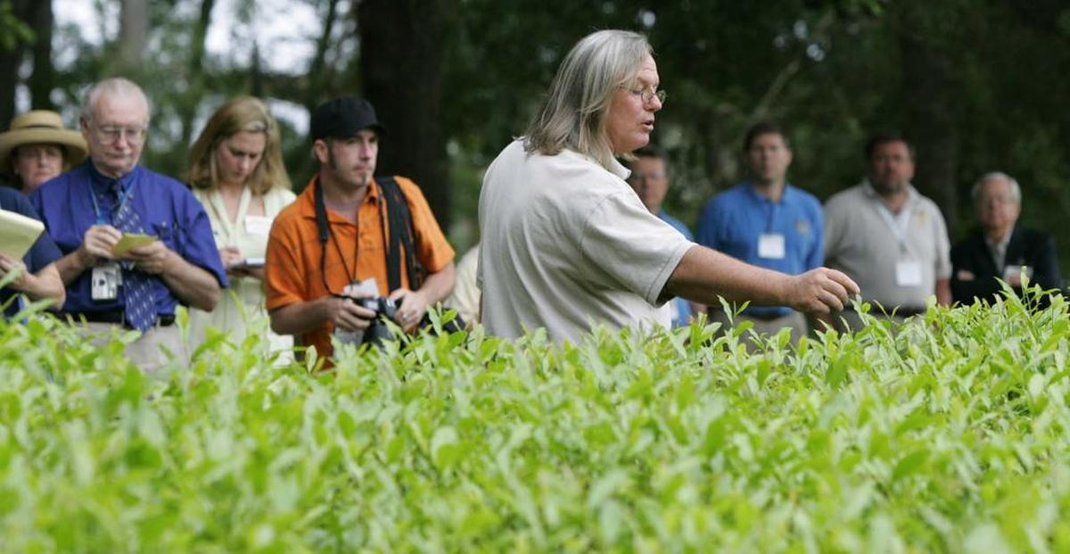 The Charleston Tea Plantation on Wadmalaw Island
