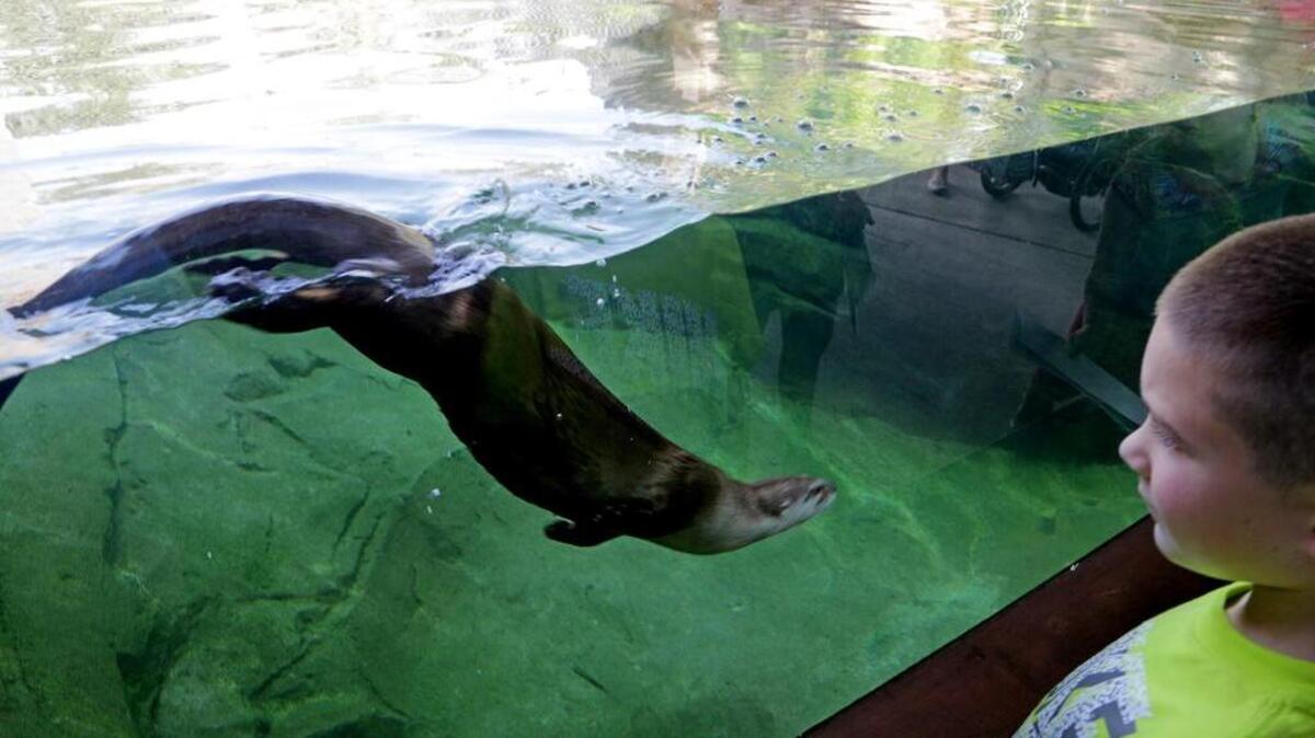 A new otter run opened last year.