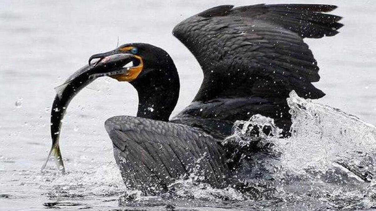 Cormorants are at the center of a debate over whether they are eating too many fish and depleting prized game fish populations