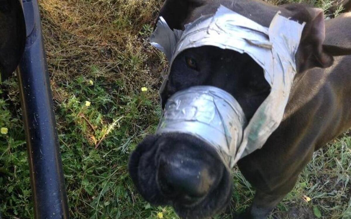 According to the the Darlington County Sheriff’s Office Facebook page, an anonymous call led deputies to this dog, found abandoned with tape wrapped around its mouth and head April 4, 2016, in Darlington.