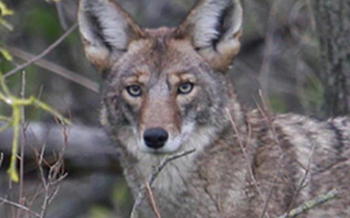 Proposal would create bounty program for killing coyotes.