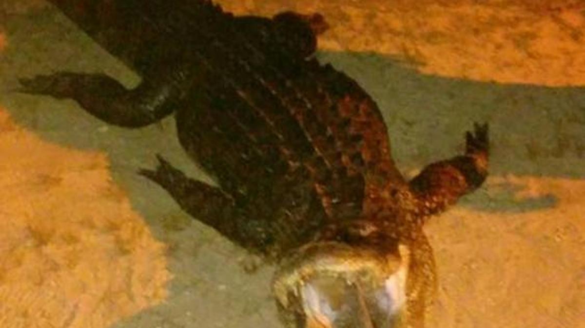 Dreamscape Outdoors Animal Control removed a 10-foot, 400-pound alligator from a lake in Marlboro County, S.C.